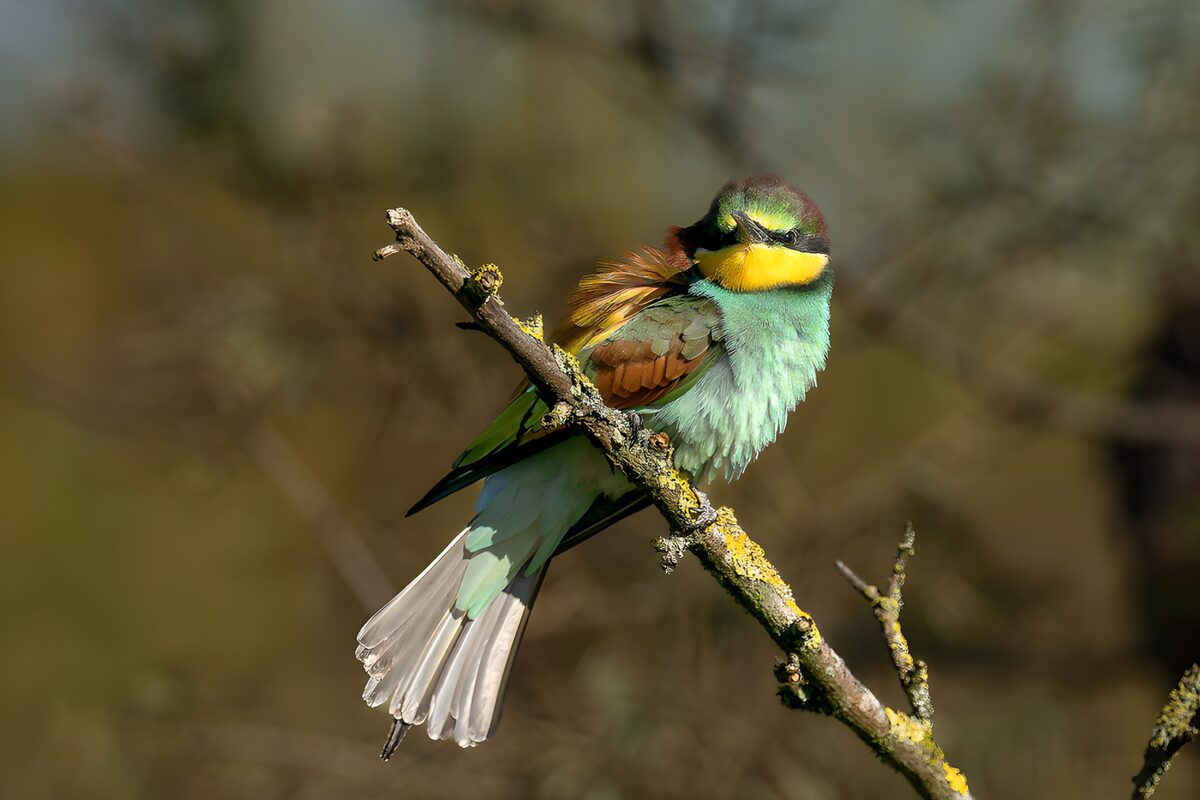 TPFR74457: L'éclatant guêpier d'Europe en plumage coloré