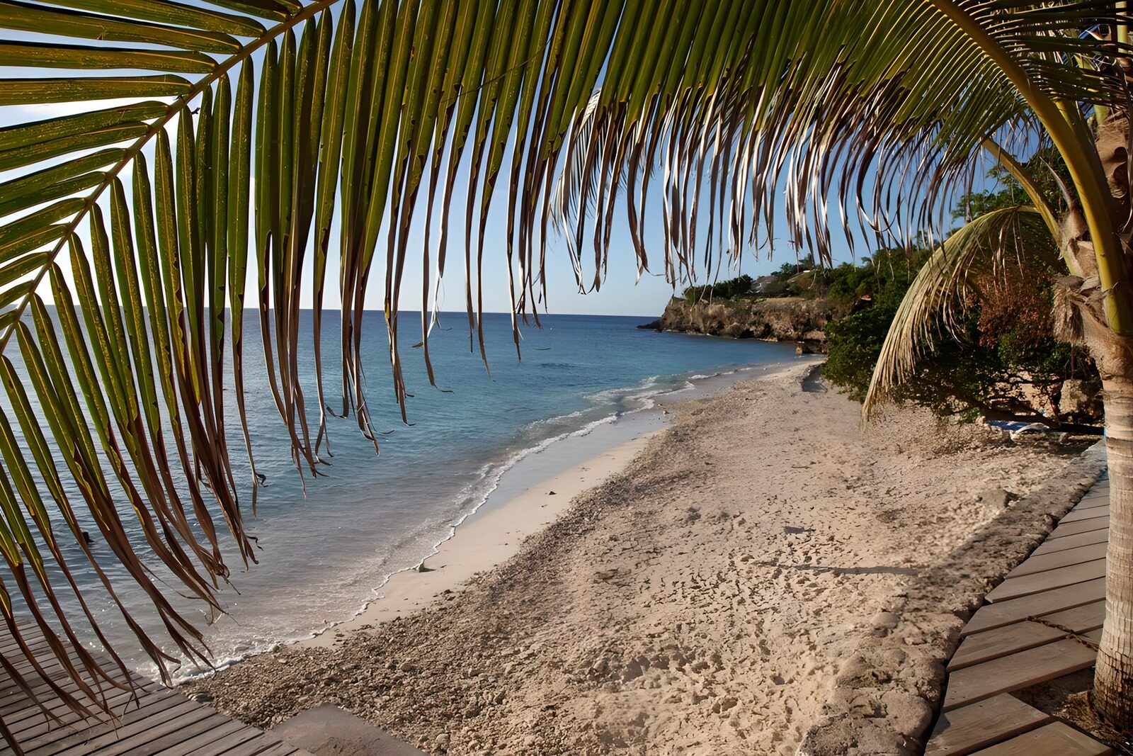 TPFR66635: Plage sereine sous le palmier