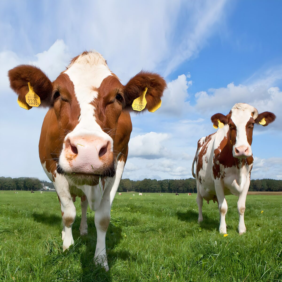 Vaches paisibles dans un pré verdoyant