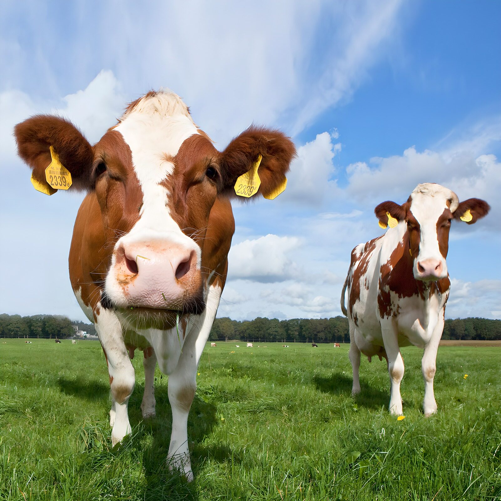 TPFR55763: Vaches paisibles dans un pré verdoyant