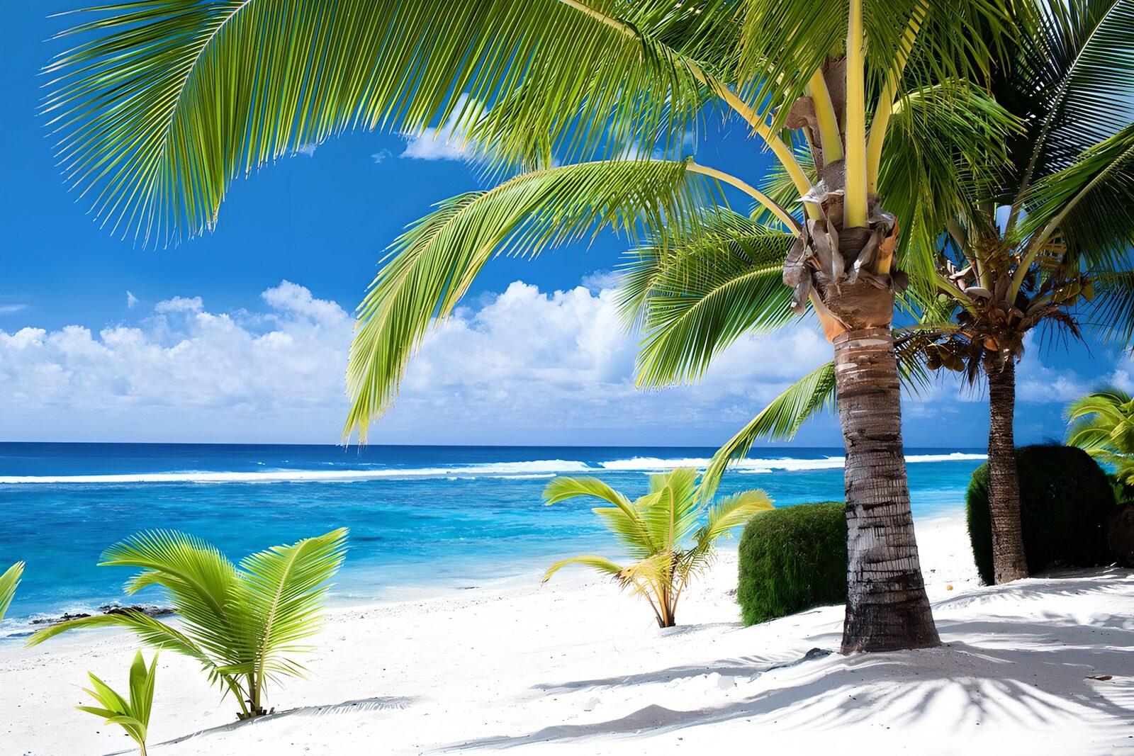 TPFR69248: Plage de rêve sous les palmiers
