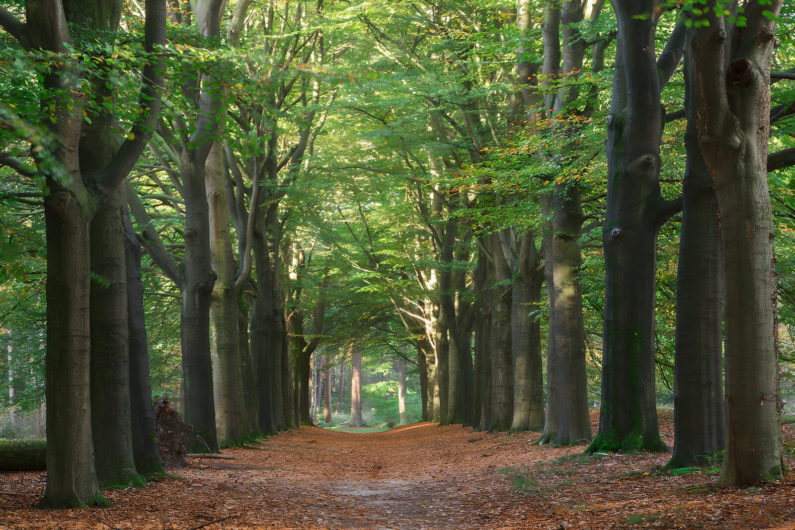 TPFR39331: Chemin tranquille à travers les arbres