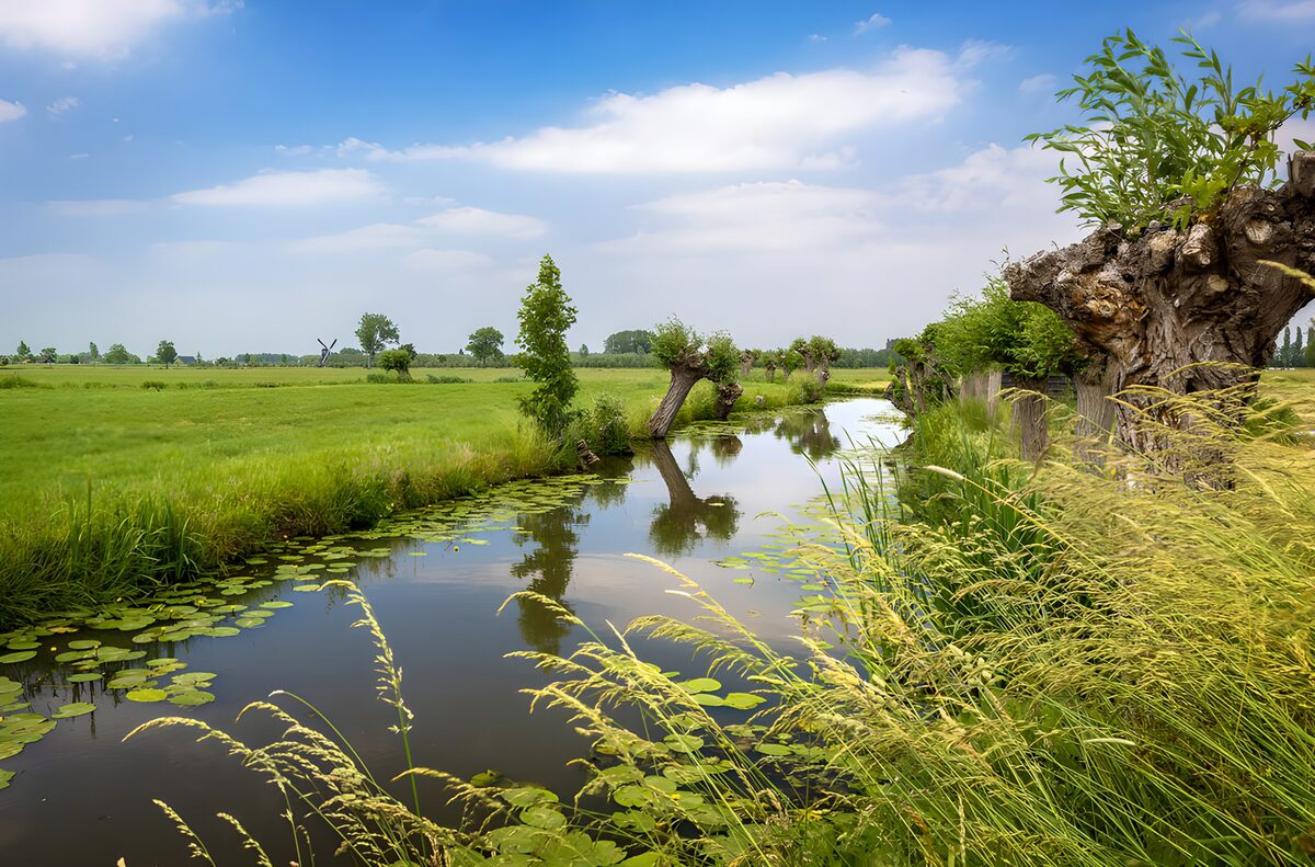 TPFR36062: Rivière paisible entourée de verdure