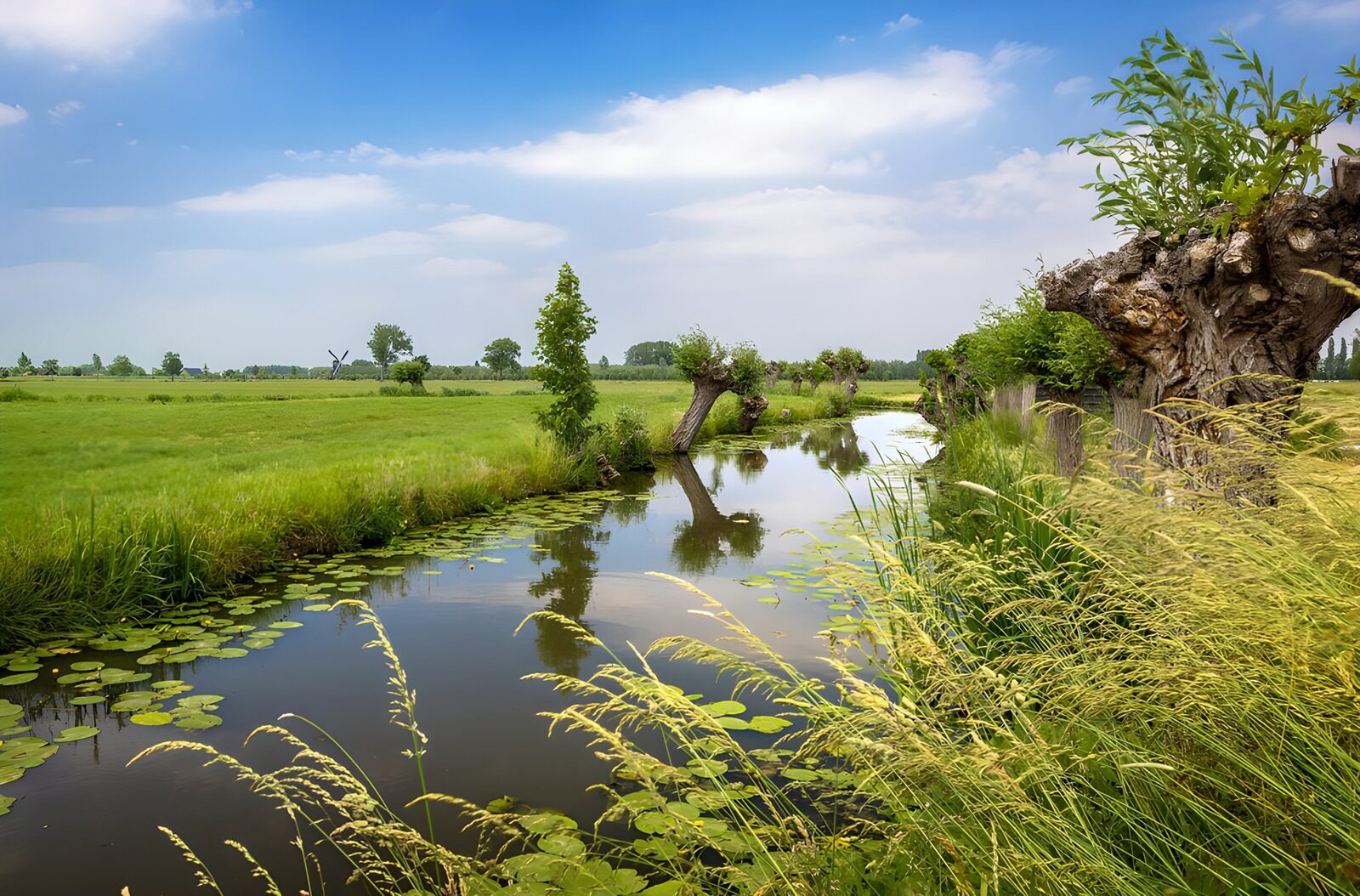 TPFR36062: Rivière paisible entourée de verdure