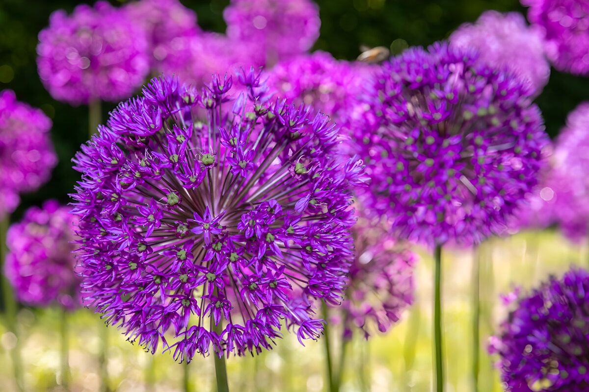 TPFR76483: Fleurs violettes en pleine floraison
