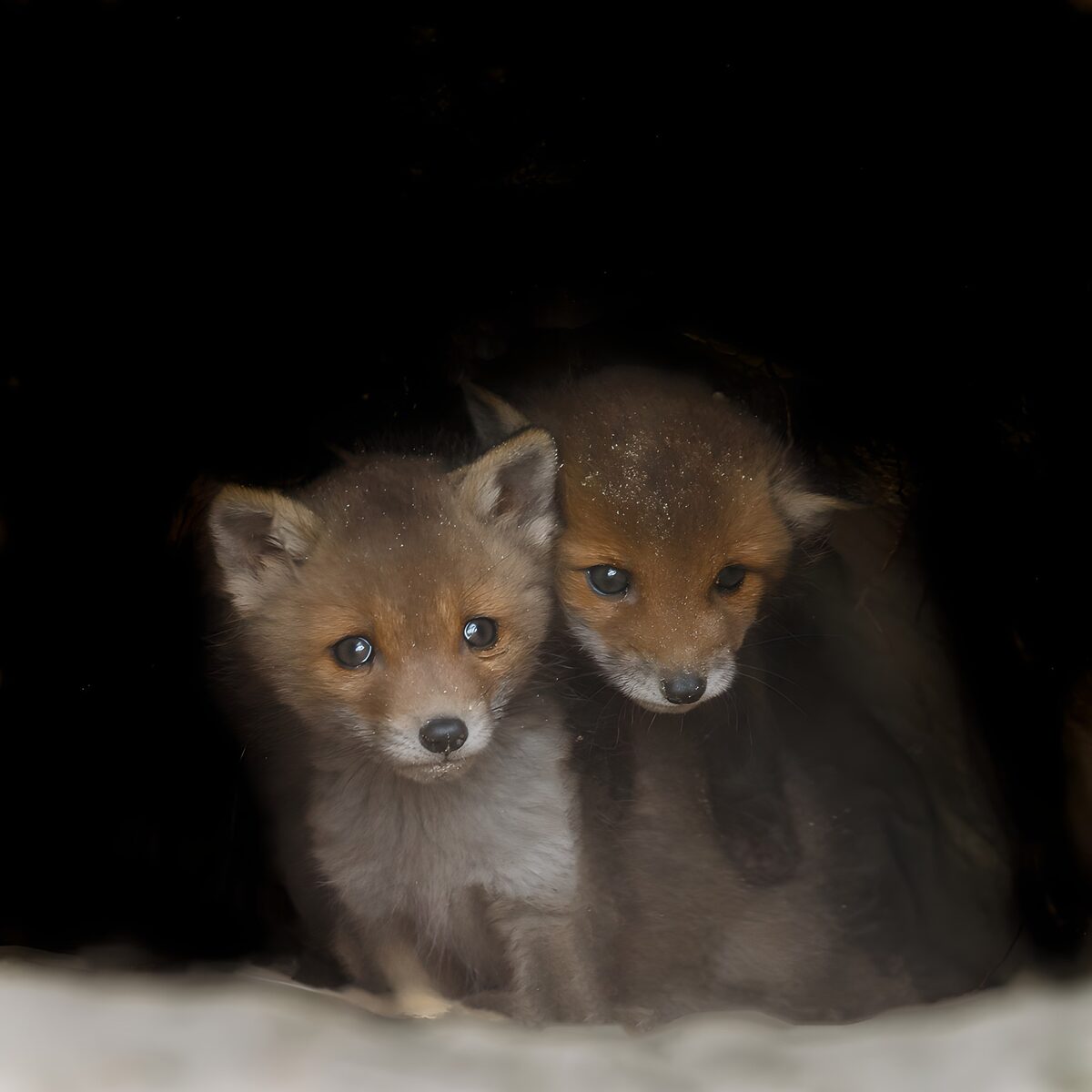 Deux renardeaux curieux en cachette
