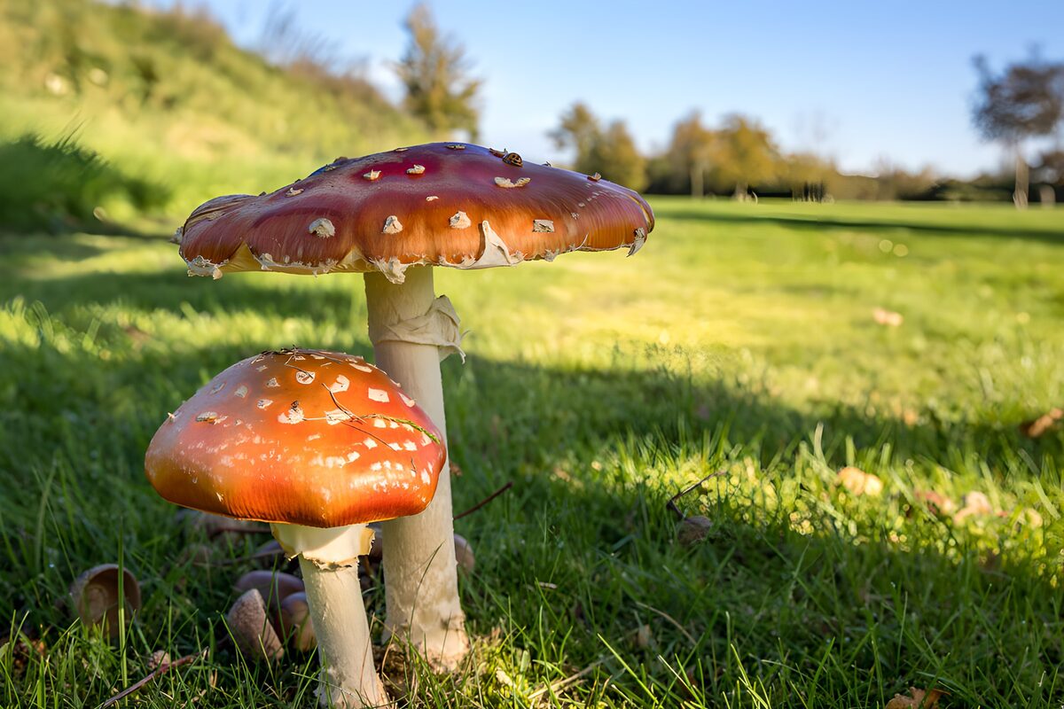 TPFR14011: Champignons colorés dans le jardin