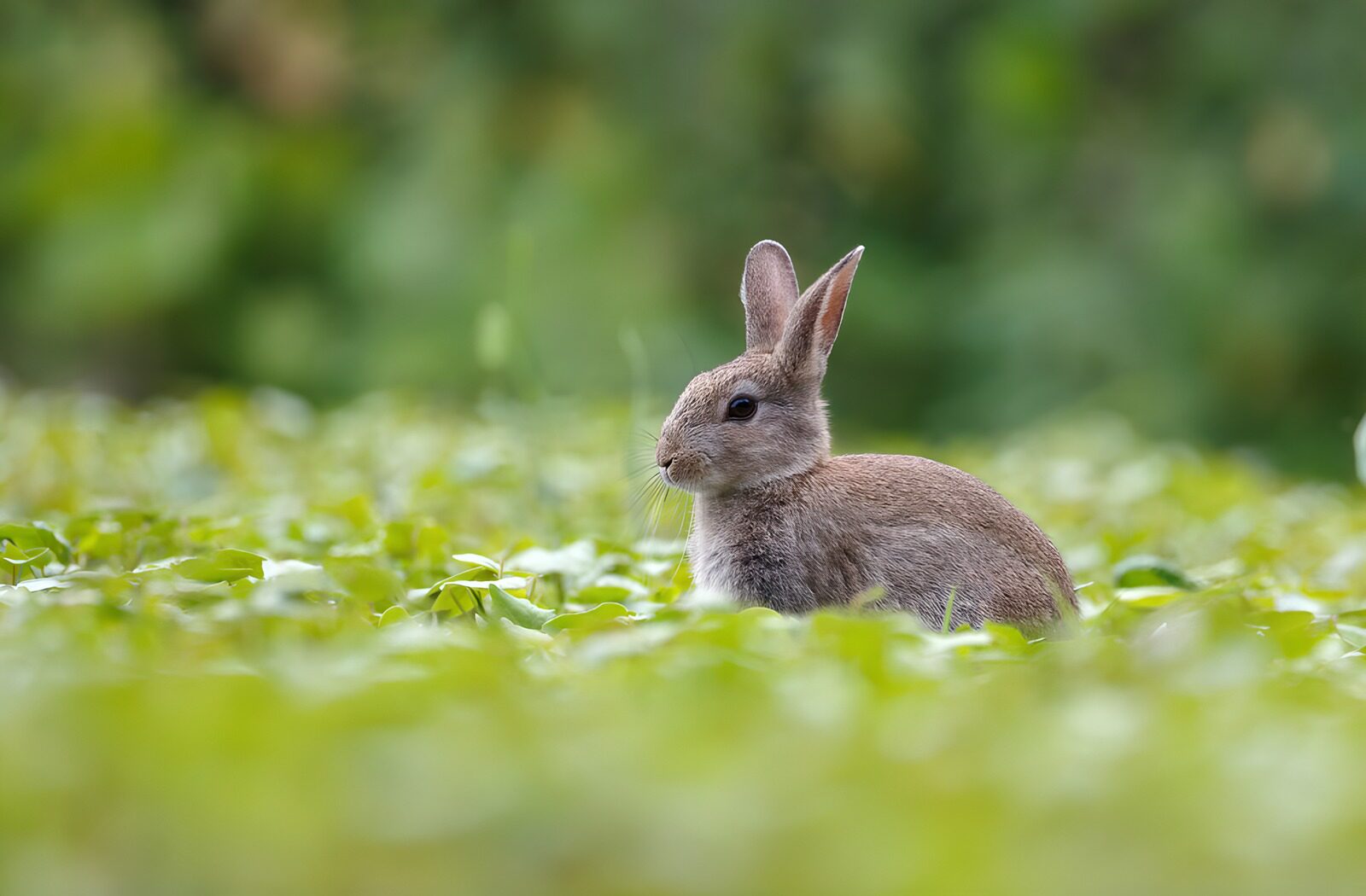 TPFR80677: Lapin curieux dans la verdure