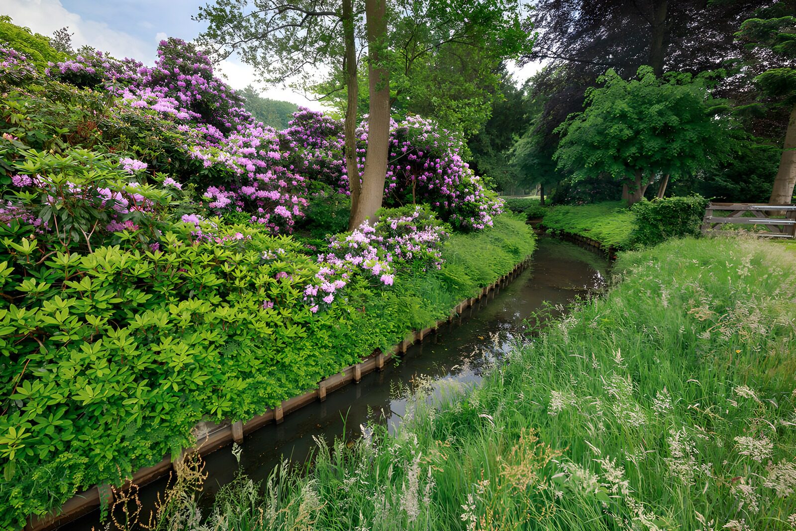 TPFR41471: Ruisseau entouré de fleurs éclatantes