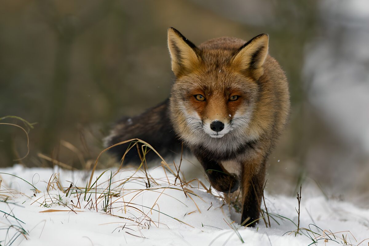 TPFR41230: Renard dans la neige