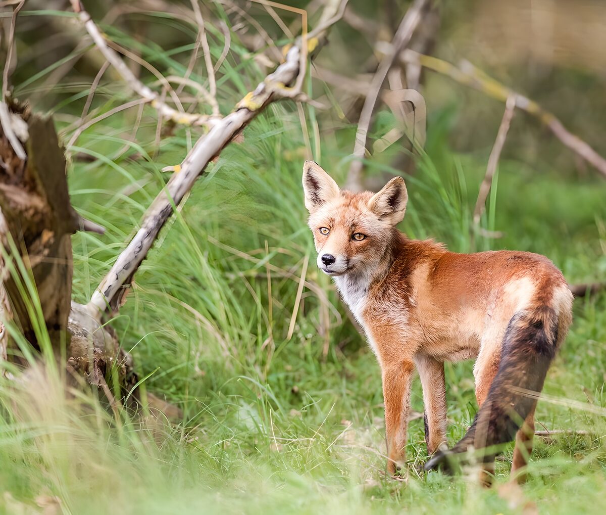 TPFR95613: Renard dans la forêt verdoyante