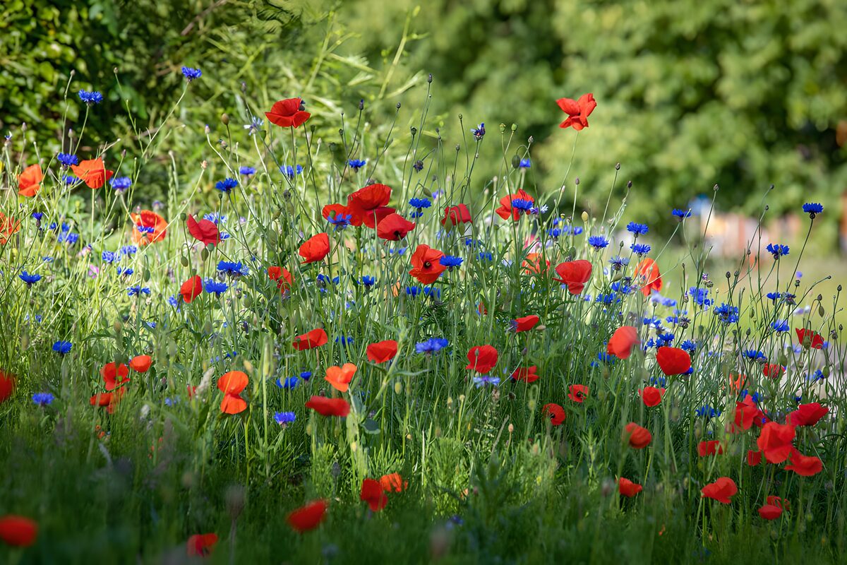 TPFR77461: Champs de coquelicots et de bleuets