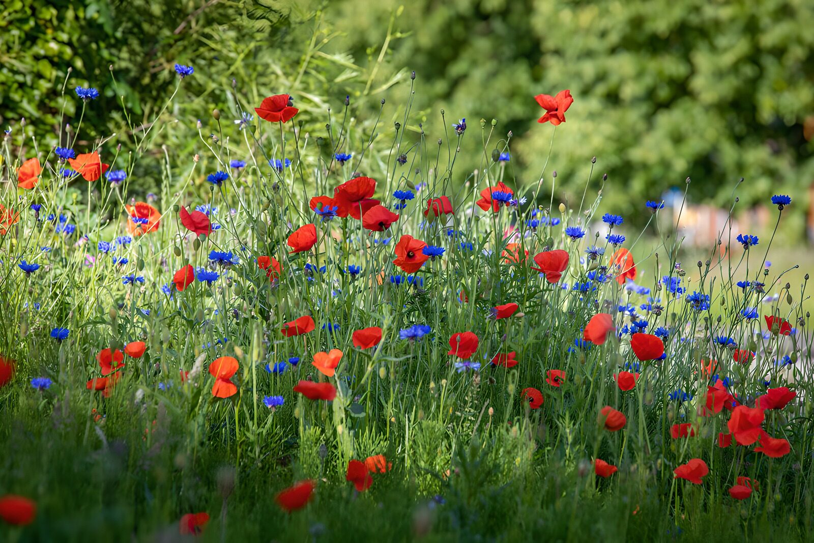 TPFR77461: Champs de coquelicots et de bleuets