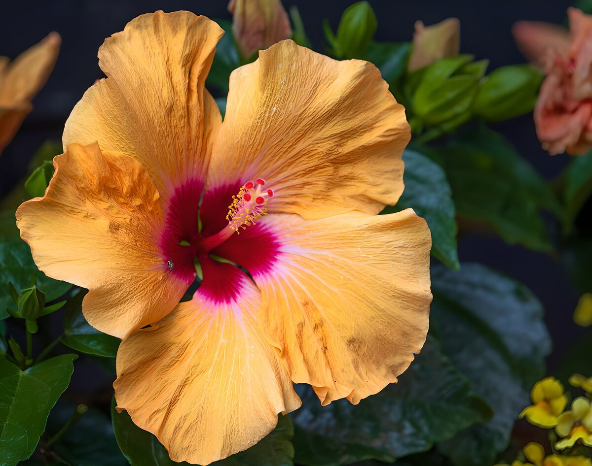 TPFR48887: Hibiscus orange au cœur rouge