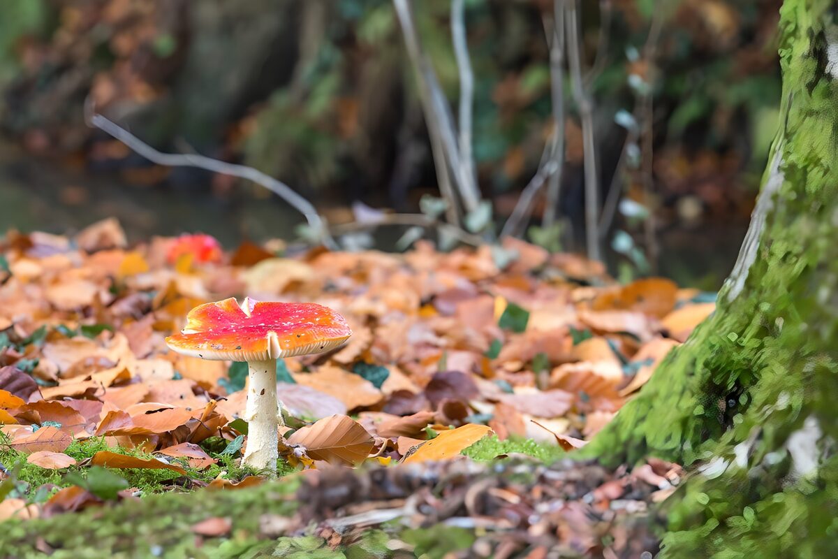 Champignon rouge parmi les feuilles d'automne