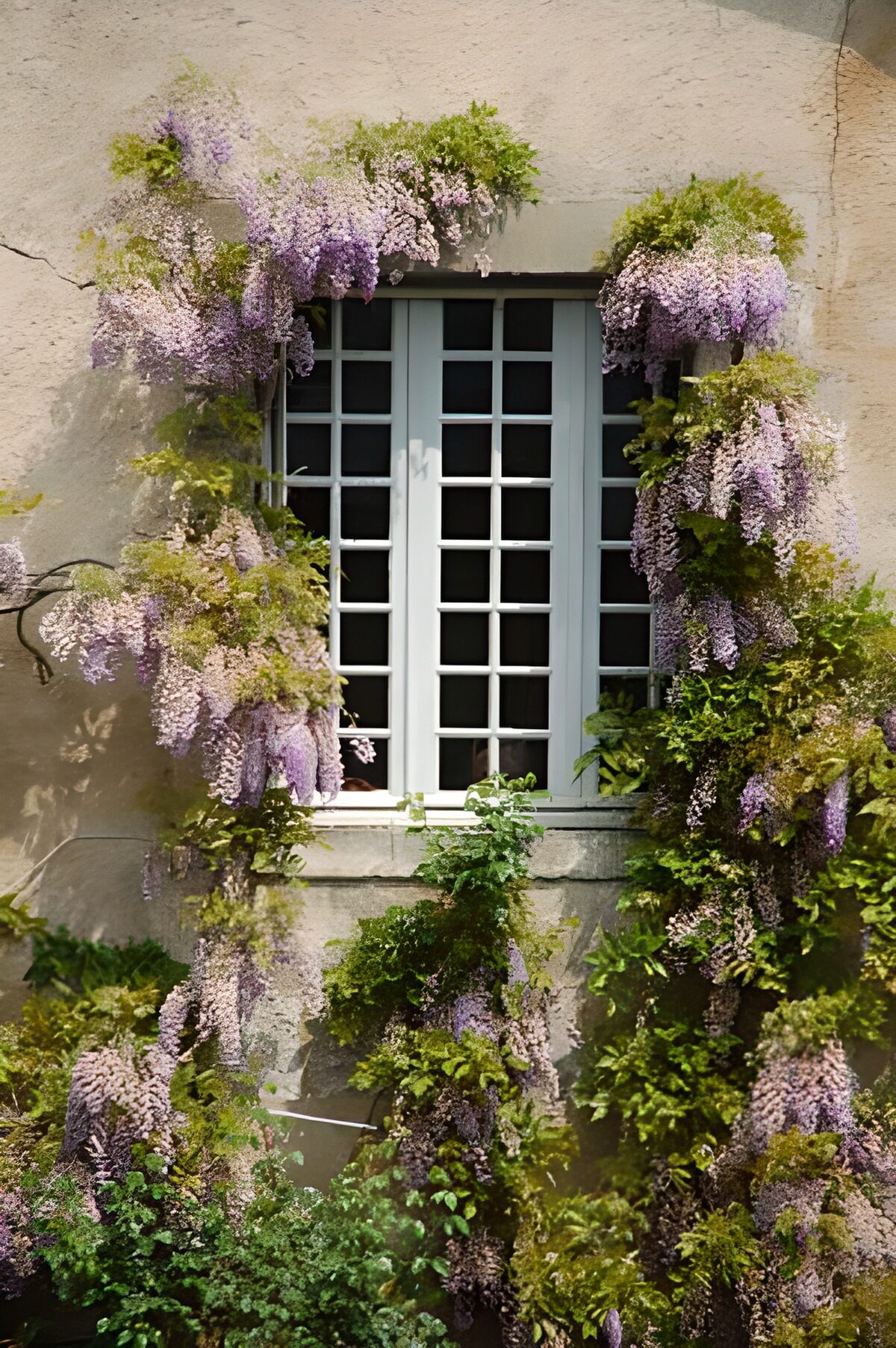 Fenêtre encadrée de glycine mauve