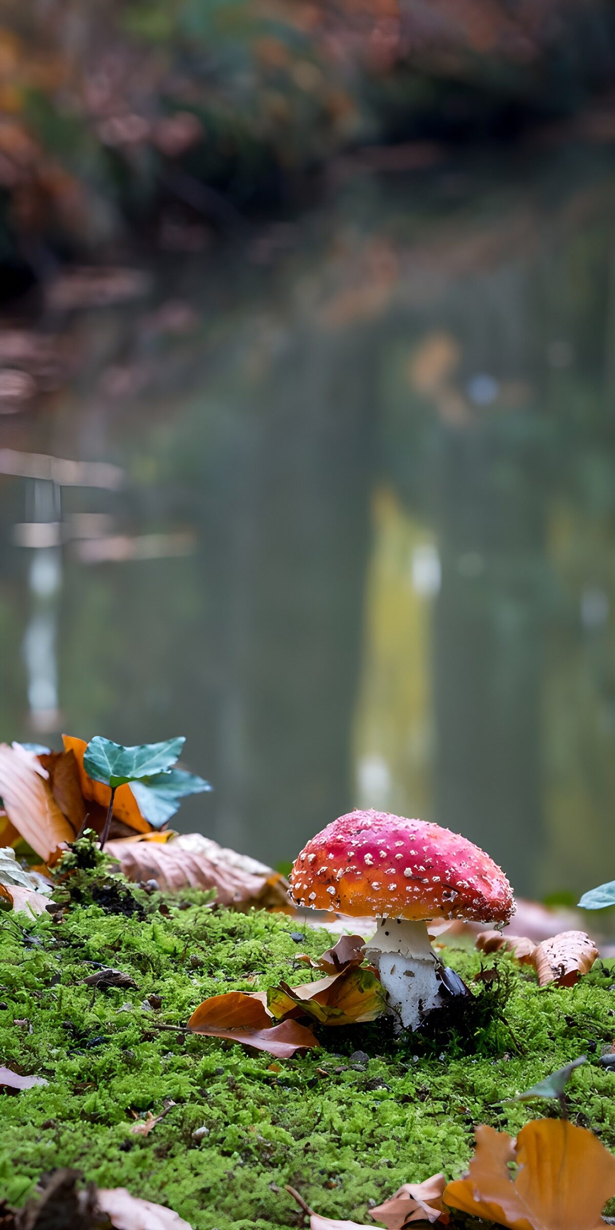 TPFR26077: Champignon coloré au bord de l'eau