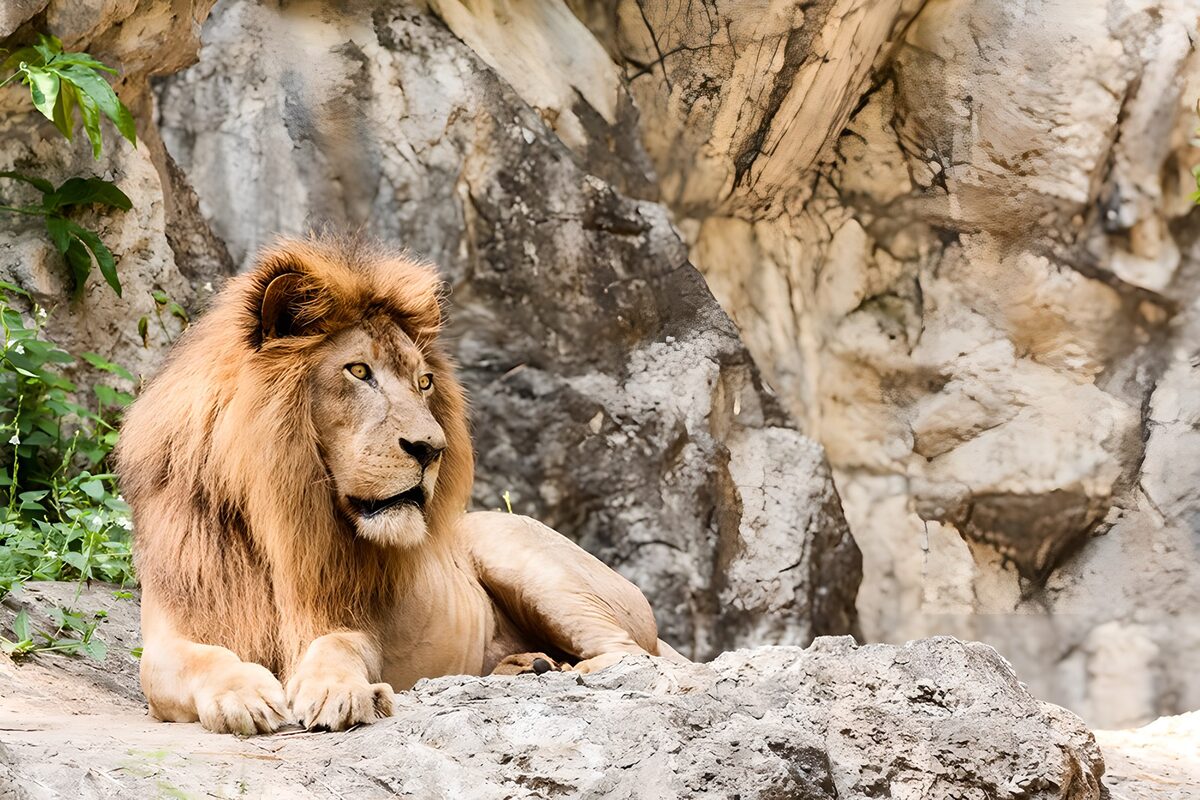 TPFR31278: Un lion majestueux au repos