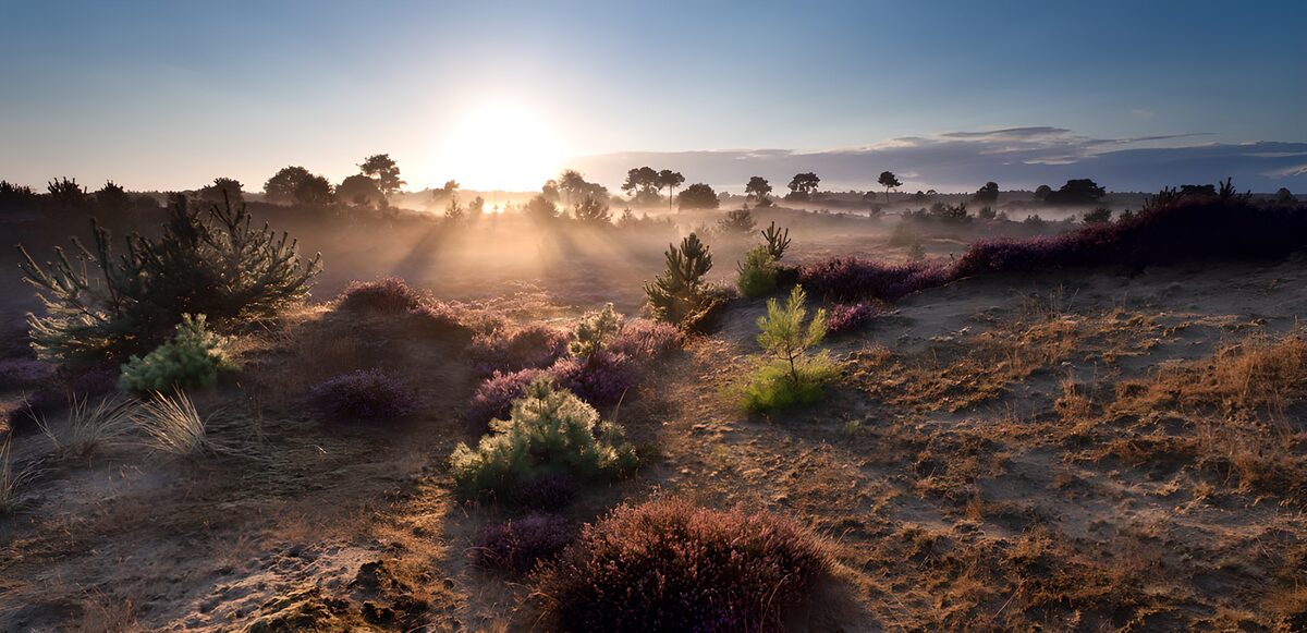 TPFR83861: Lever de soleil sur la lande paisible