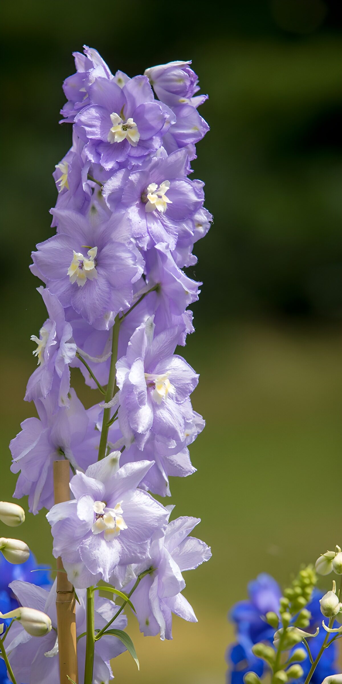 TPFR81912: Fleurs de Delphinium en mauve
