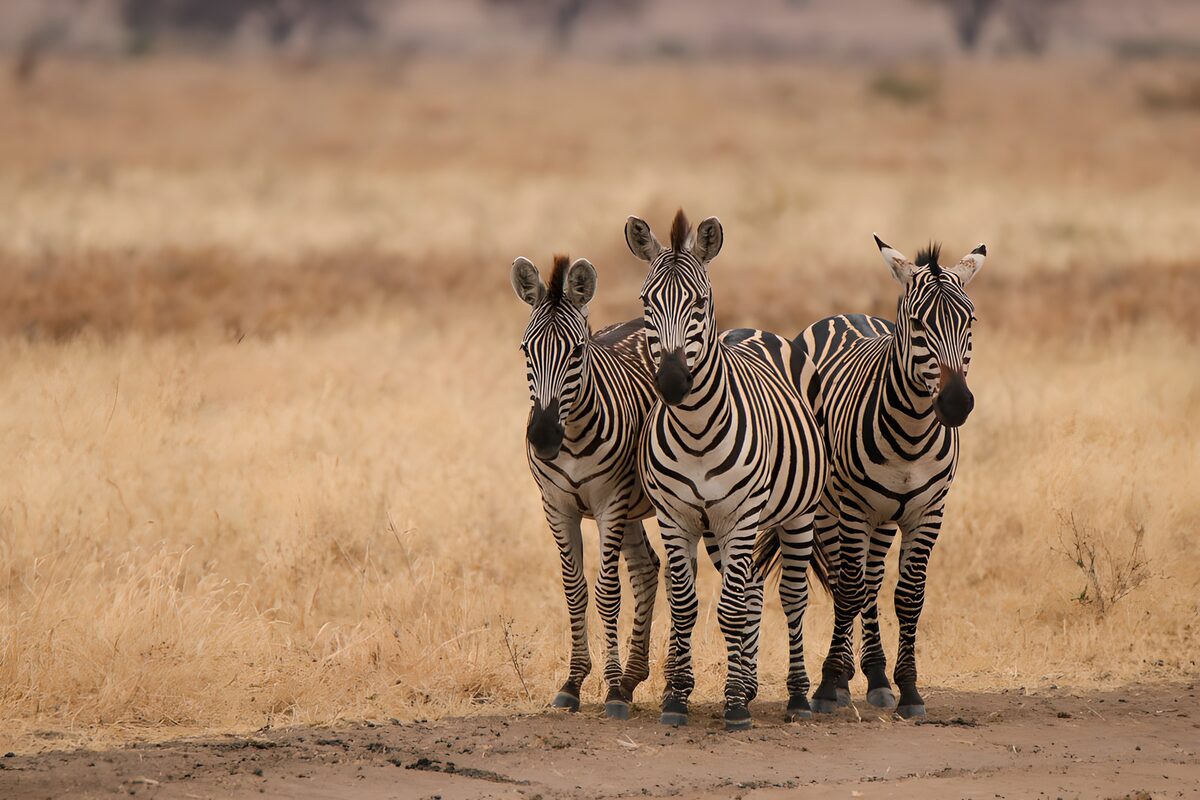 TPFR35048: Trio de zèbres dans la savane