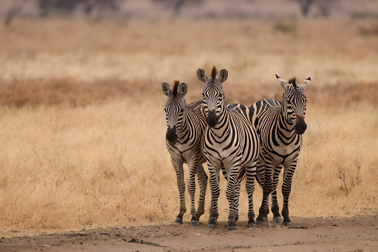 TPFR35048: Trio de zèbres dans la savane