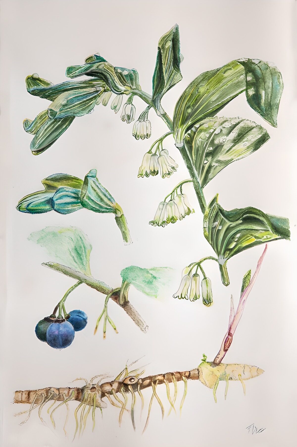 TPFR39867: Plante Illustrée : Détails Botaniques