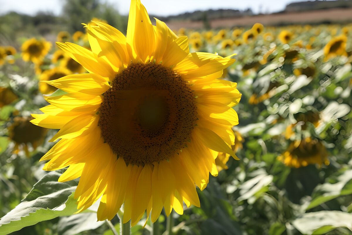 Beau tournesol en plein soleil