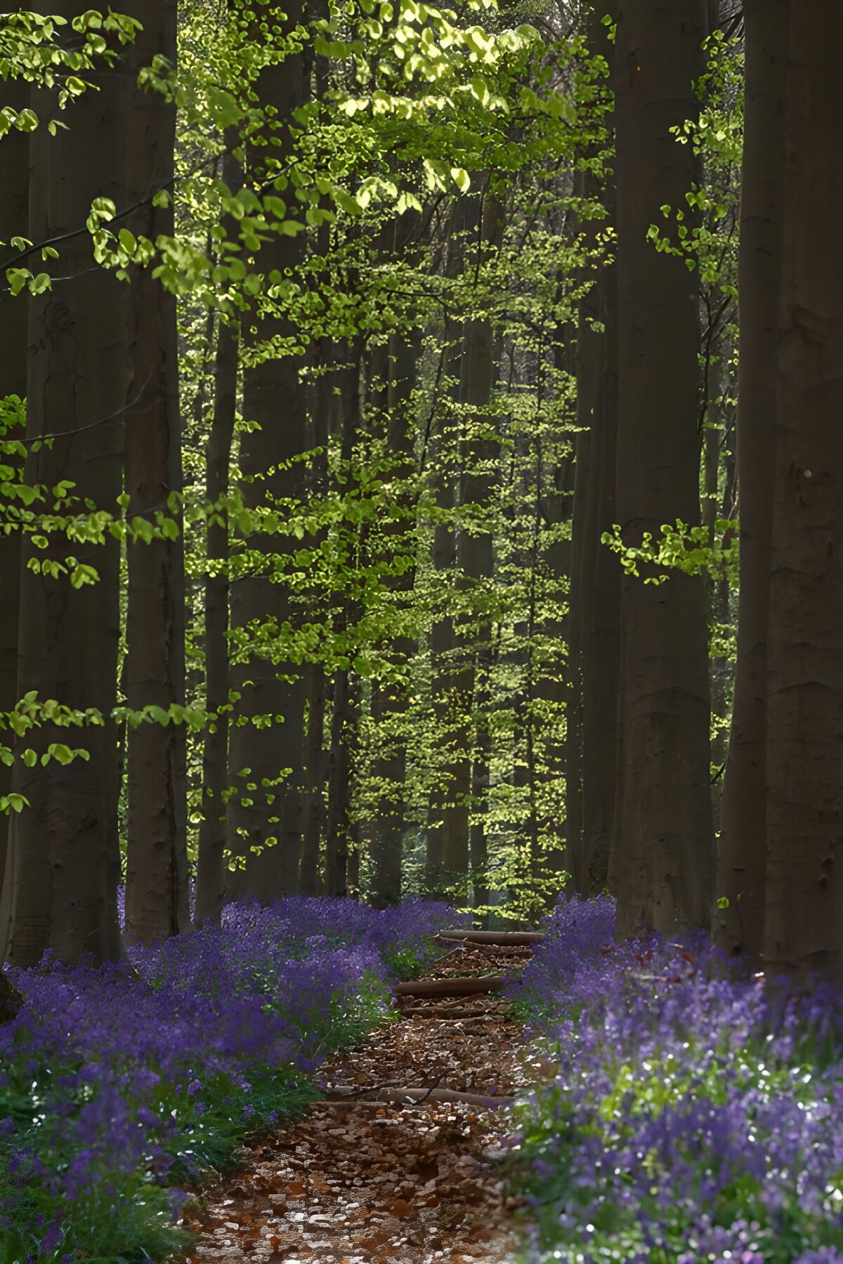 TPFR19446: Sentier fleuri dans la forêt verdoyante