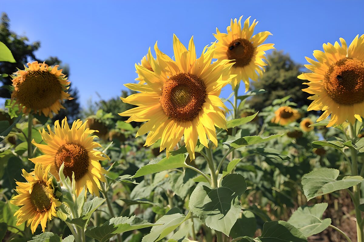 Champs de tournesols en été