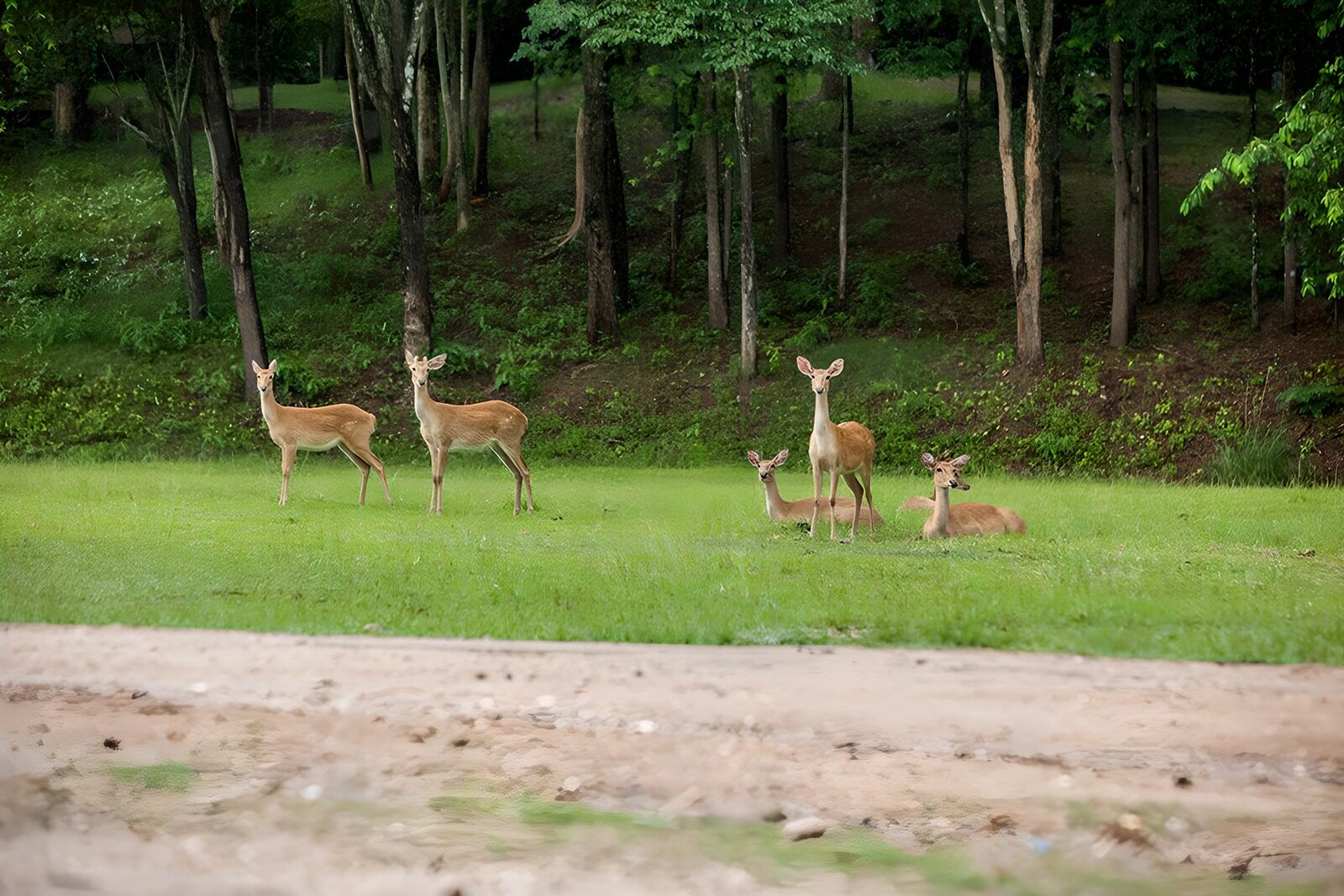 TPFR77517: Famille de cerfs dans la forêt