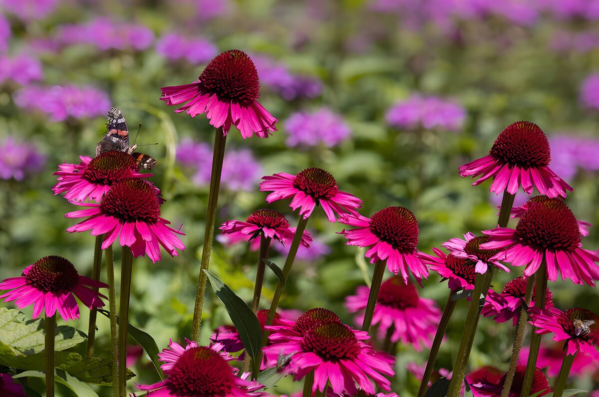 Champ de fleurs colorées en été