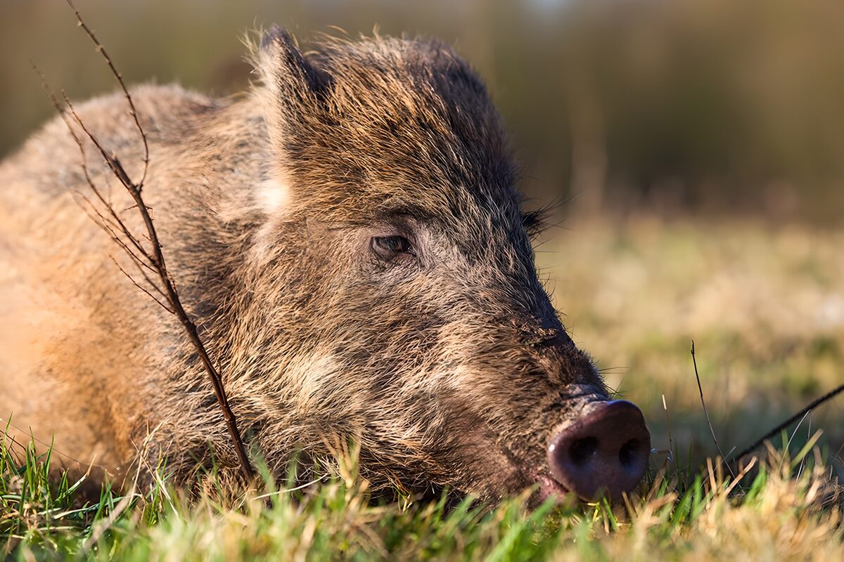 Sanglier dans son habitat naturel