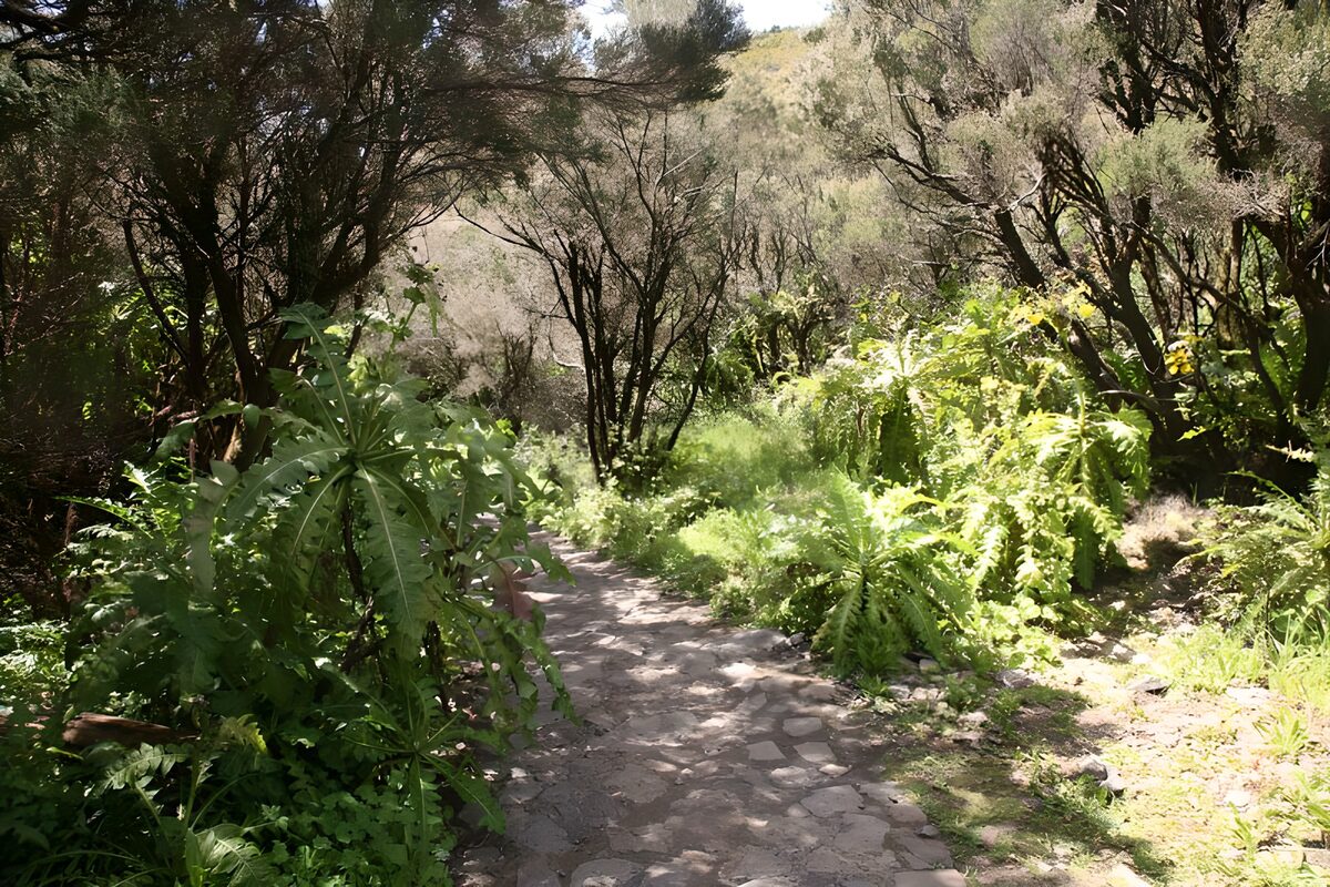 TPFR29457: La Gomera 29