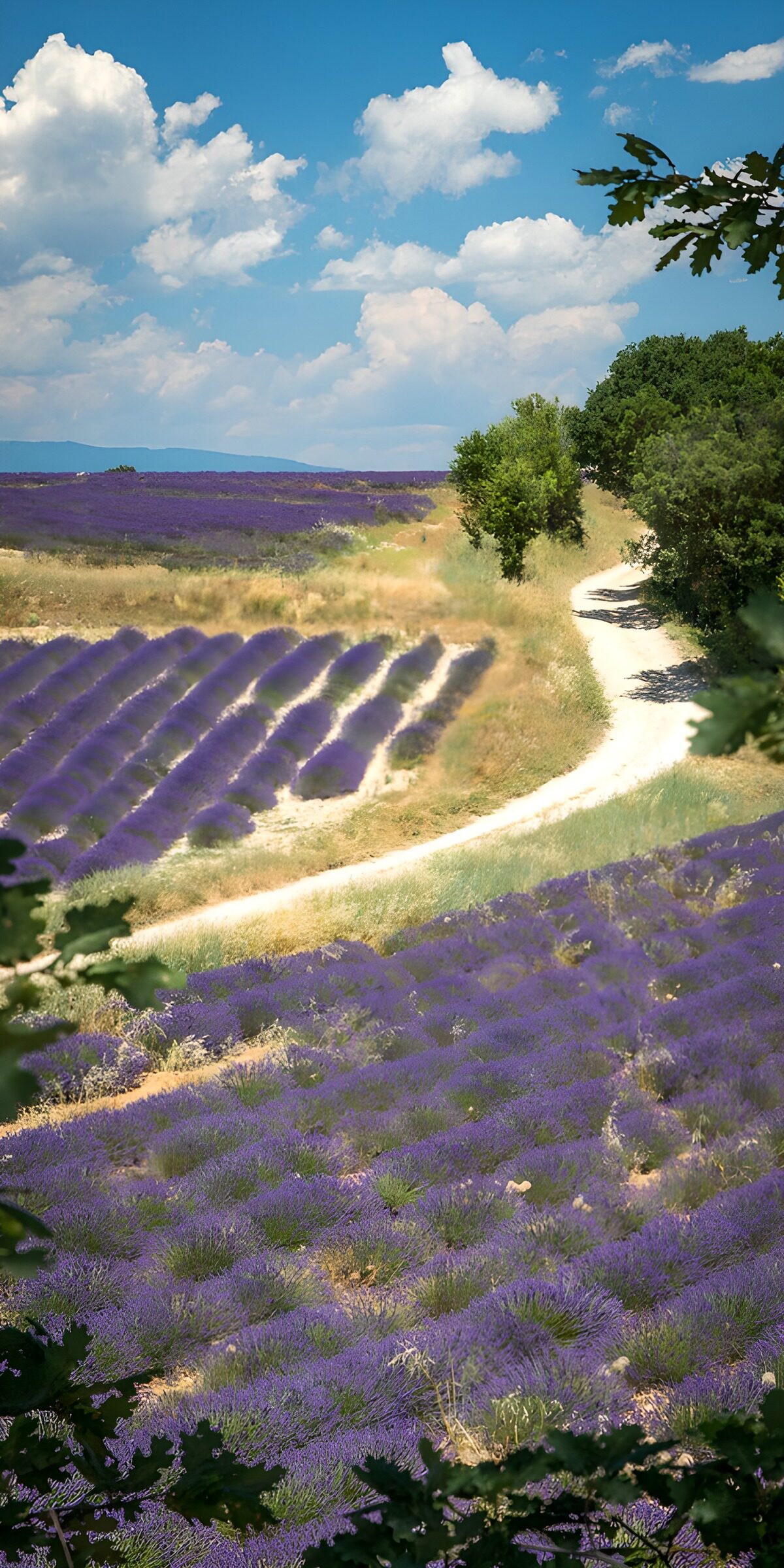 TPFR49509: Champs de lavande en Provence