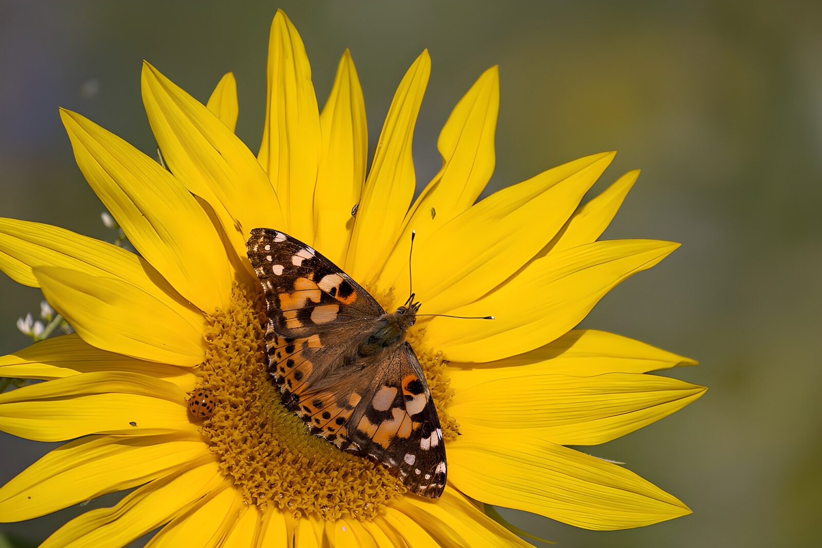 TPFR68726: : Papillon sur un tournesol éclatant