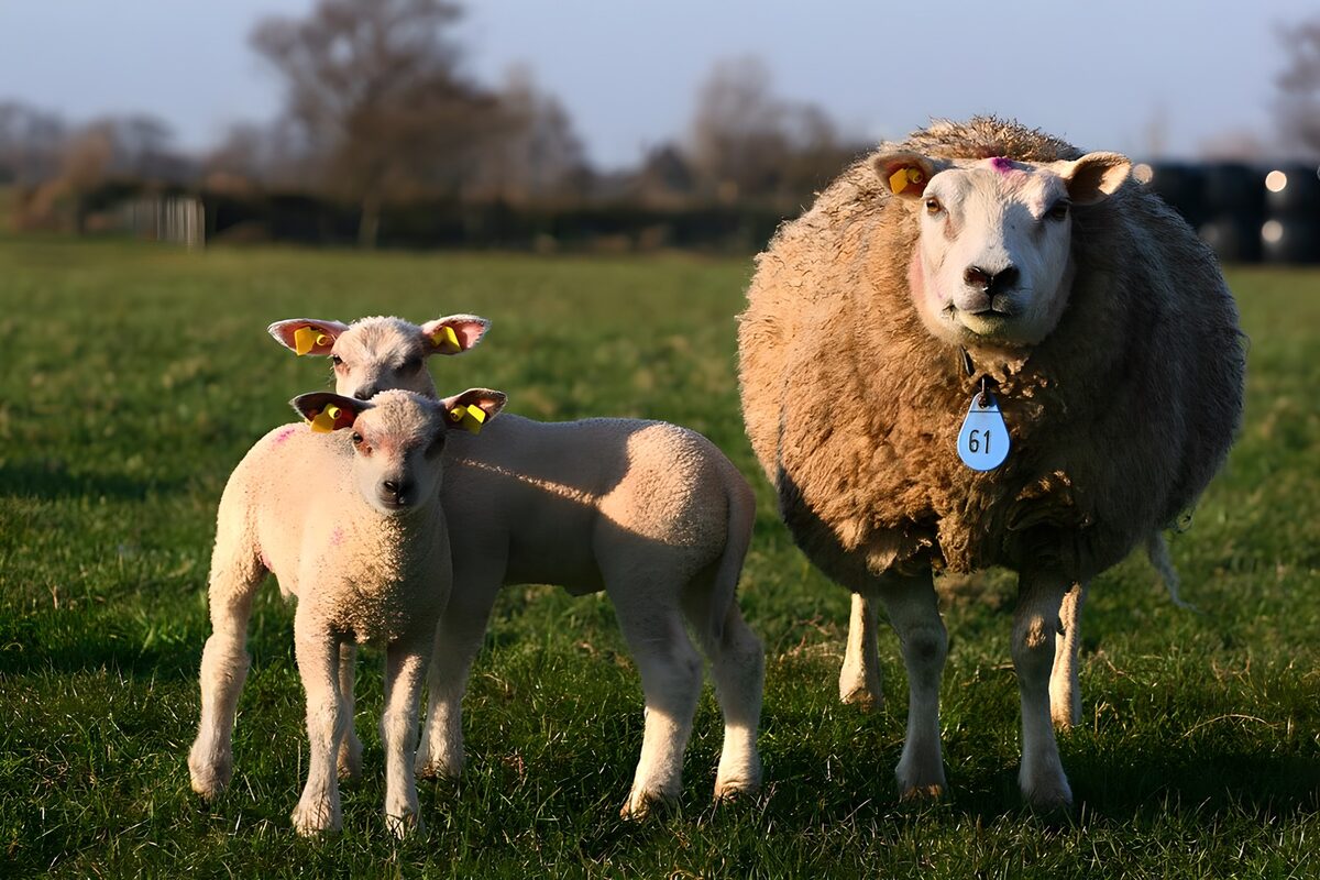 TPFR85470: Moutons mignons dans le pâturage
