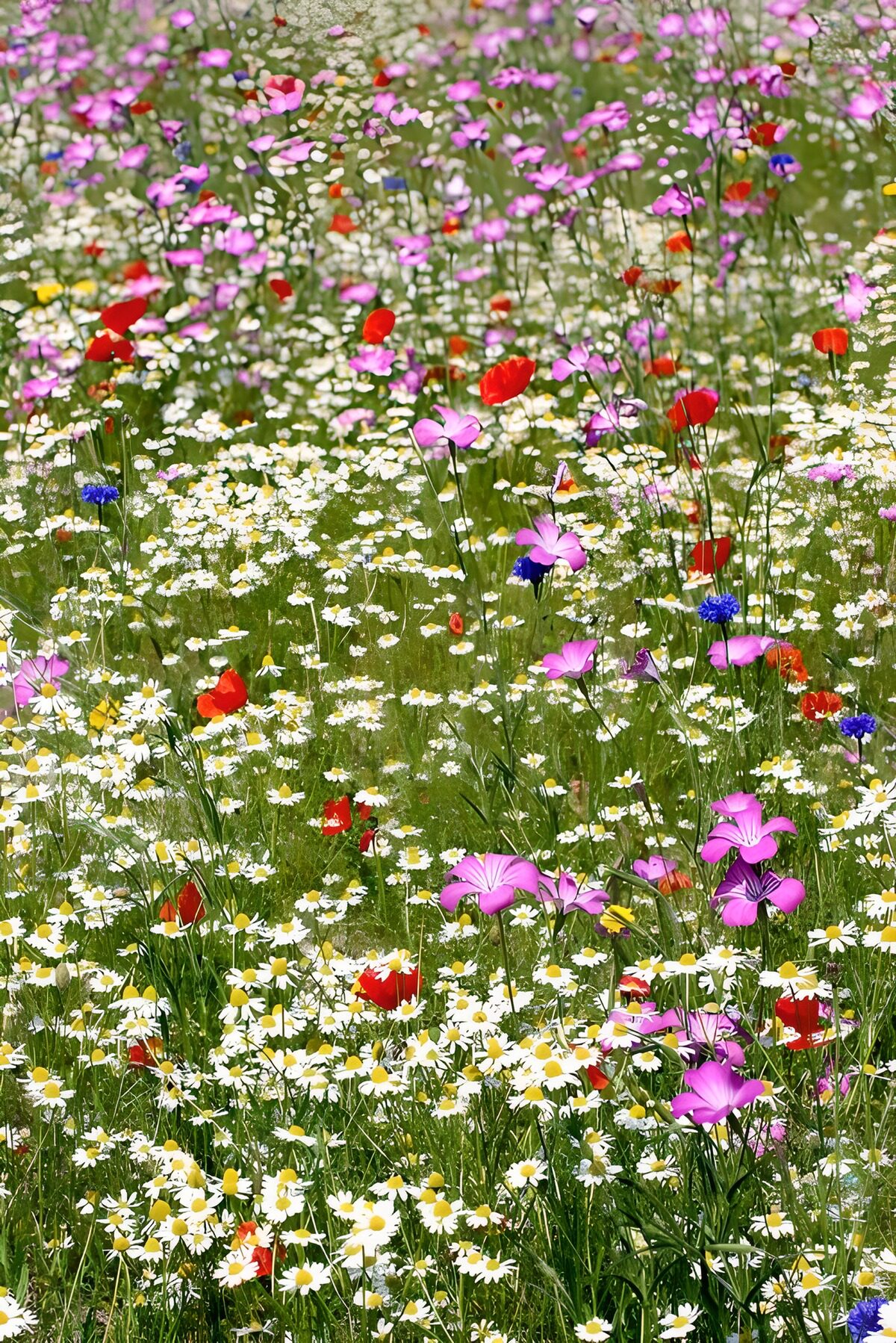 TPFR75596: Champ de fleurs colorées en plein été