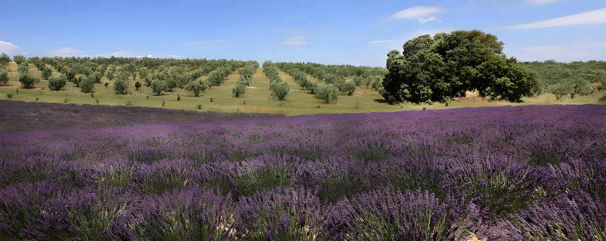 TPFR29082: Champs de lavande en Provence