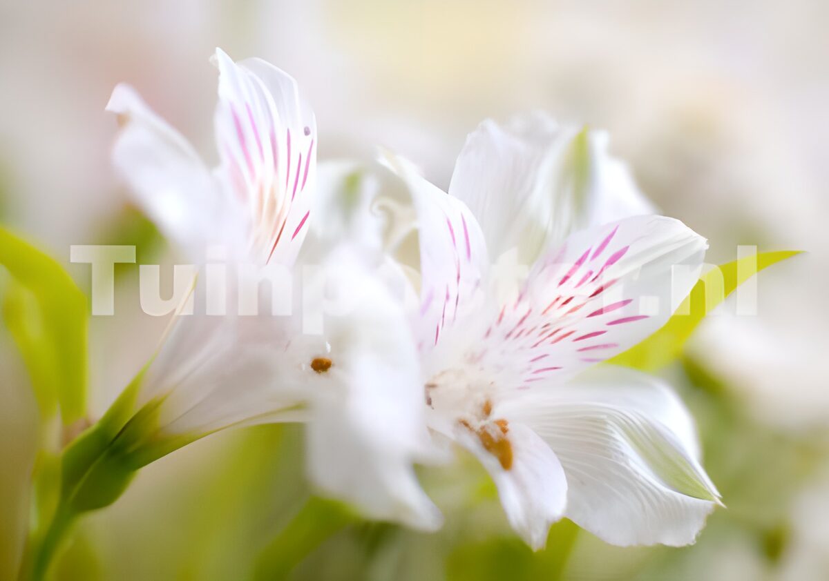 Photo de fleurs 27