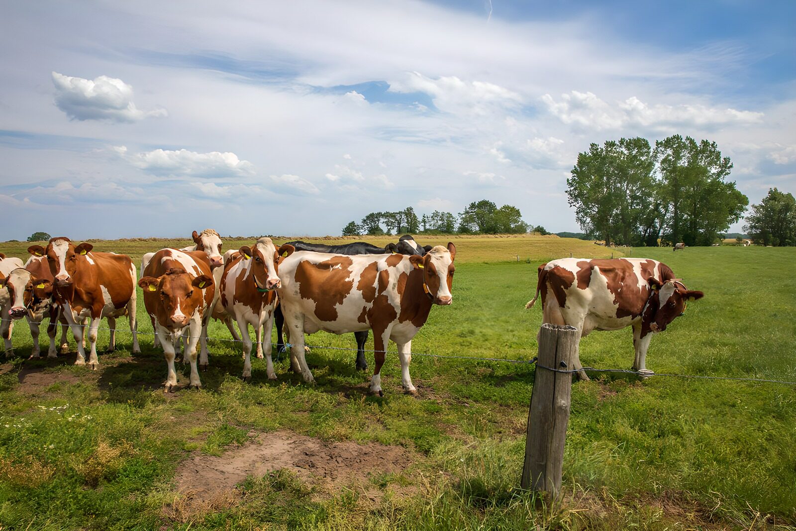 TPFR26692: Vaches paisibles dans un pré verdoyant