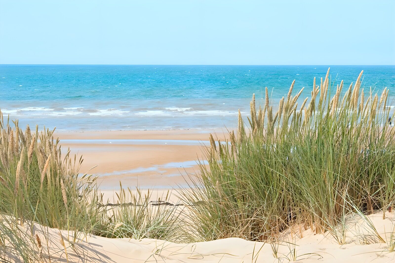 TPFR62411: Plage paisible avec herbes maritimes