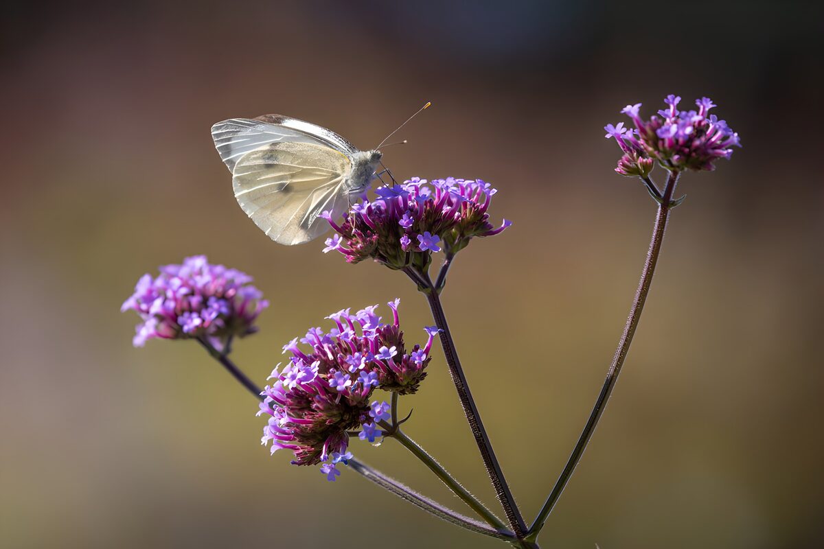 TPFR42378: Papillon sur des fleurs colorées