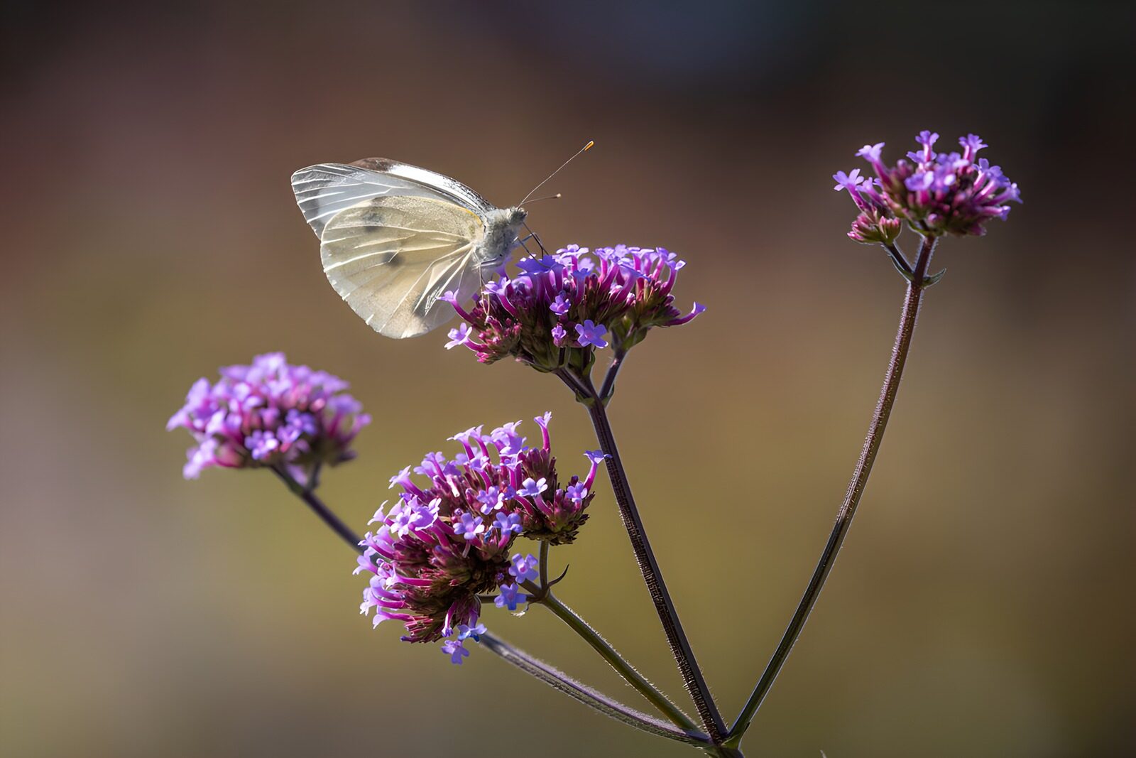 TPFR42378: Papillon sur des fleurs colorées
