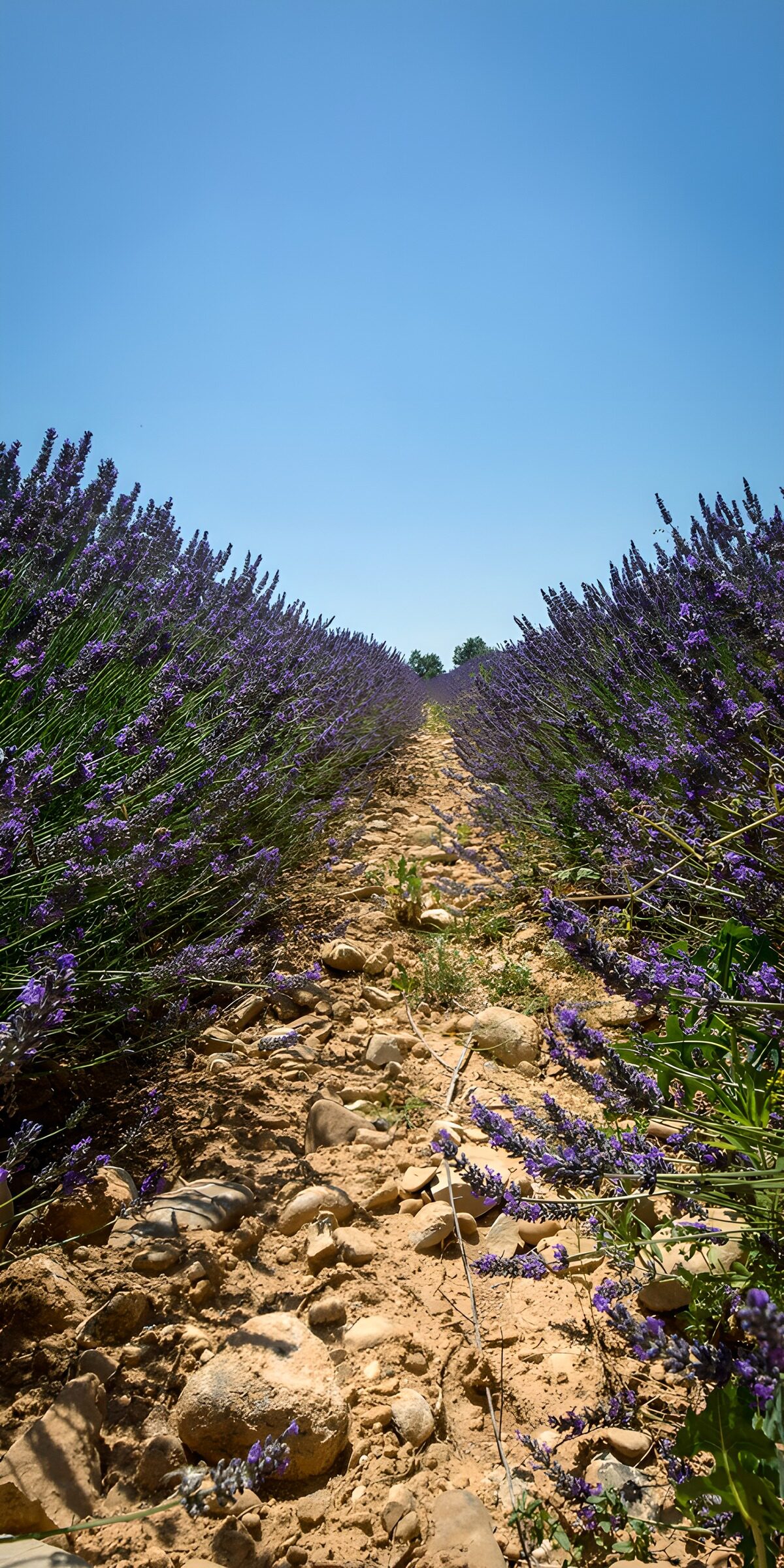 TPFR33672: Champ de lavande en fleurs