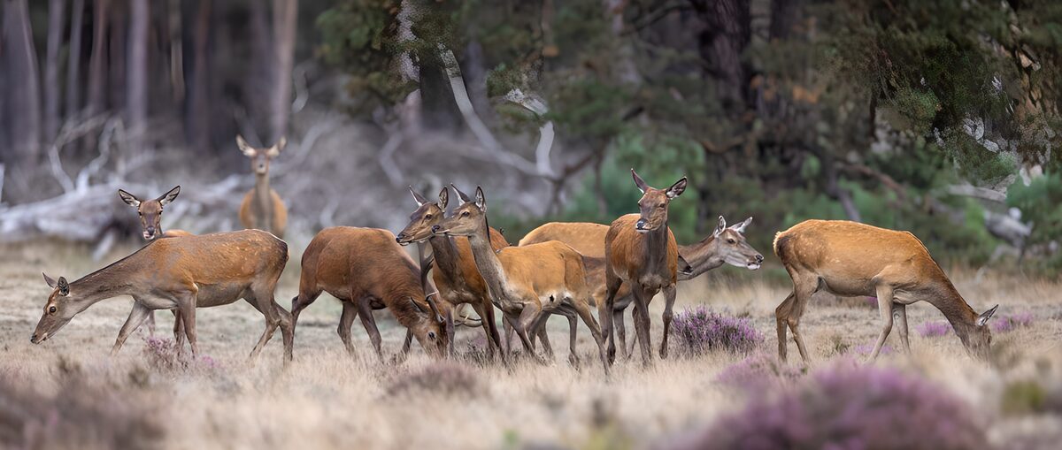 TPFR11776: Cerfs dans la forêt