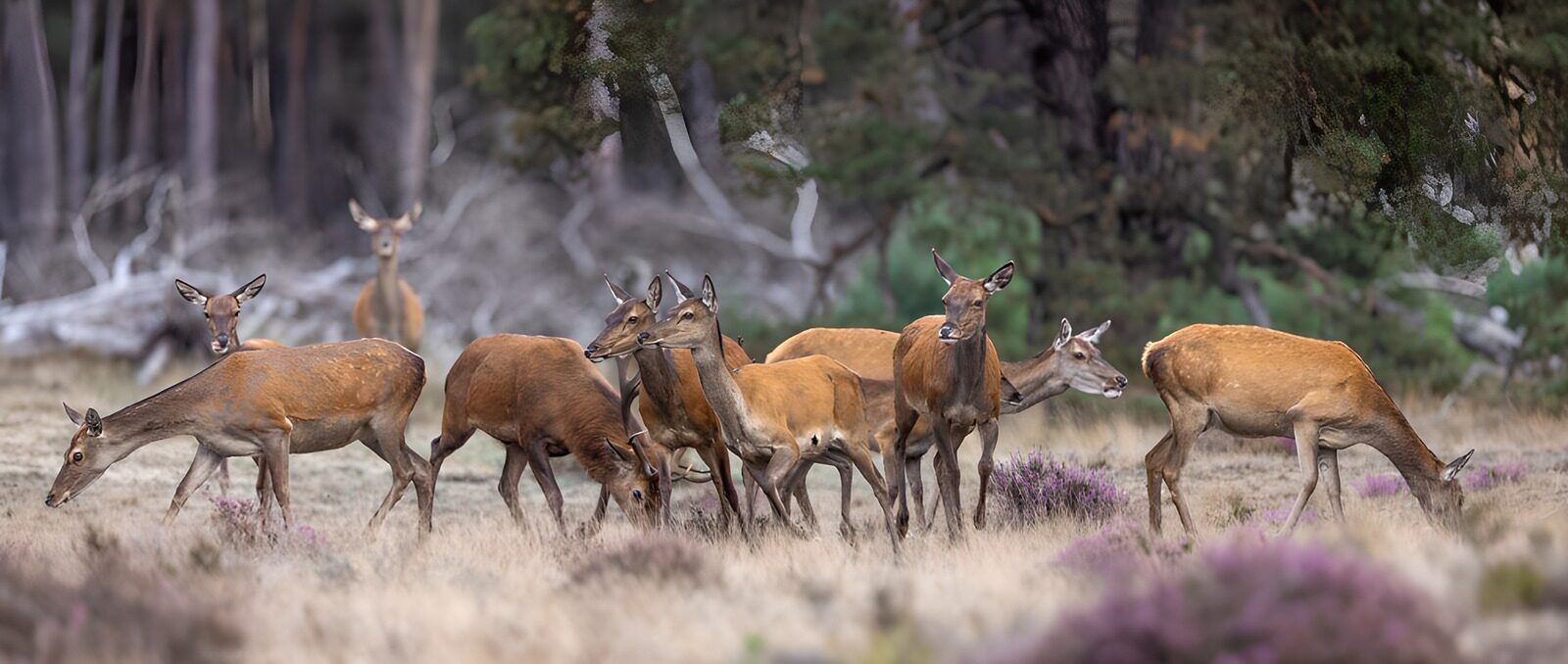 TPFR11776: Cerfs dans la forêt