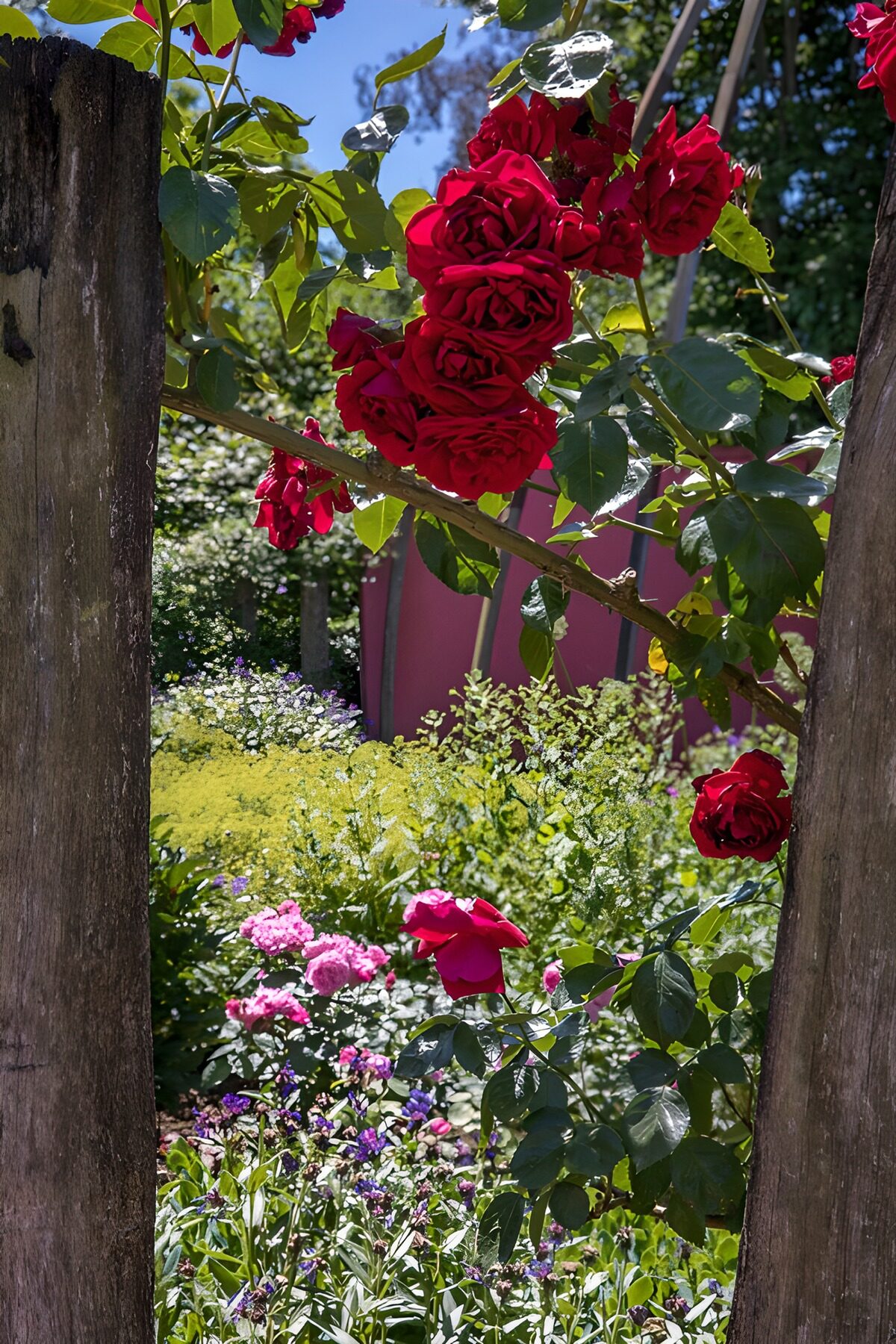 TPFR56354: Roses vibrantes au jardin d'été