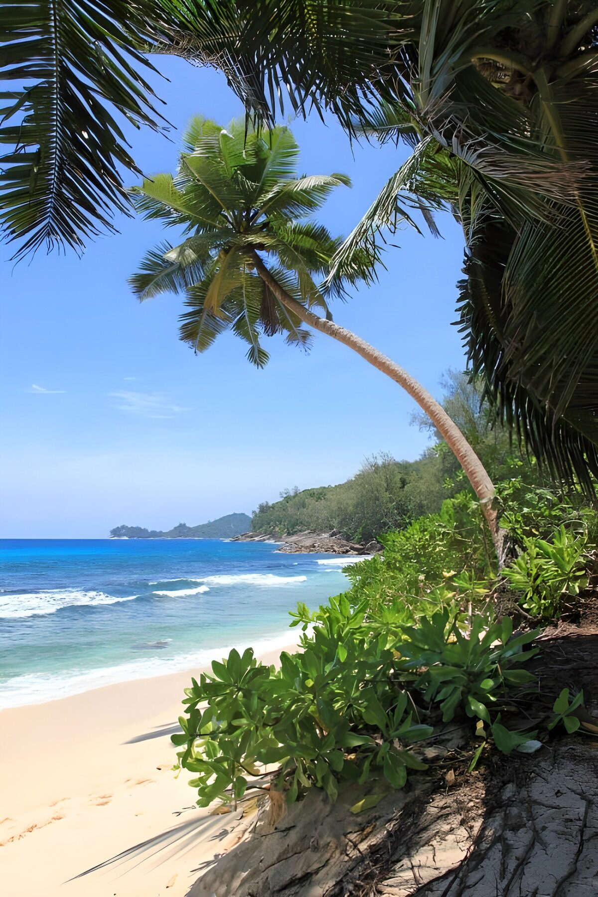 TPFR78950: Plage paradisiaque sous les palmiers
