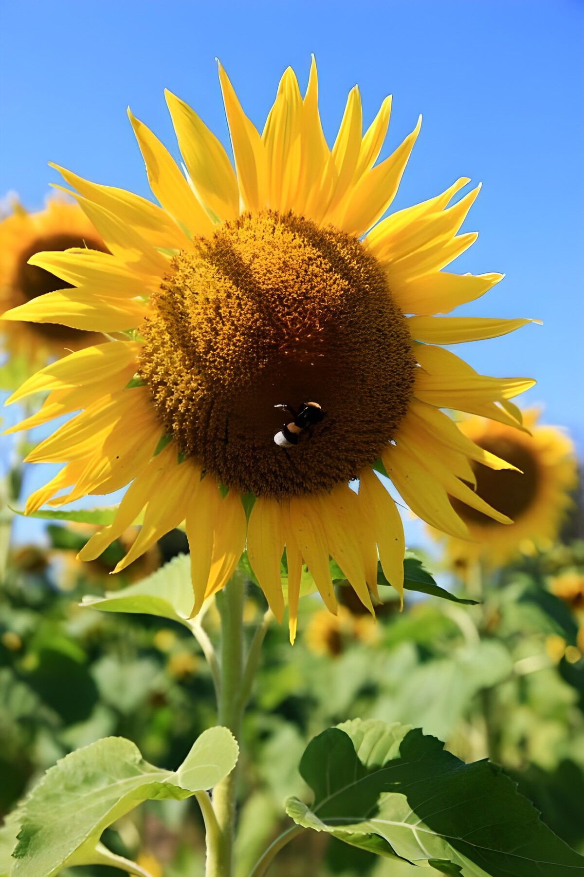 TPFR16064: Tournesol en pleine floraison